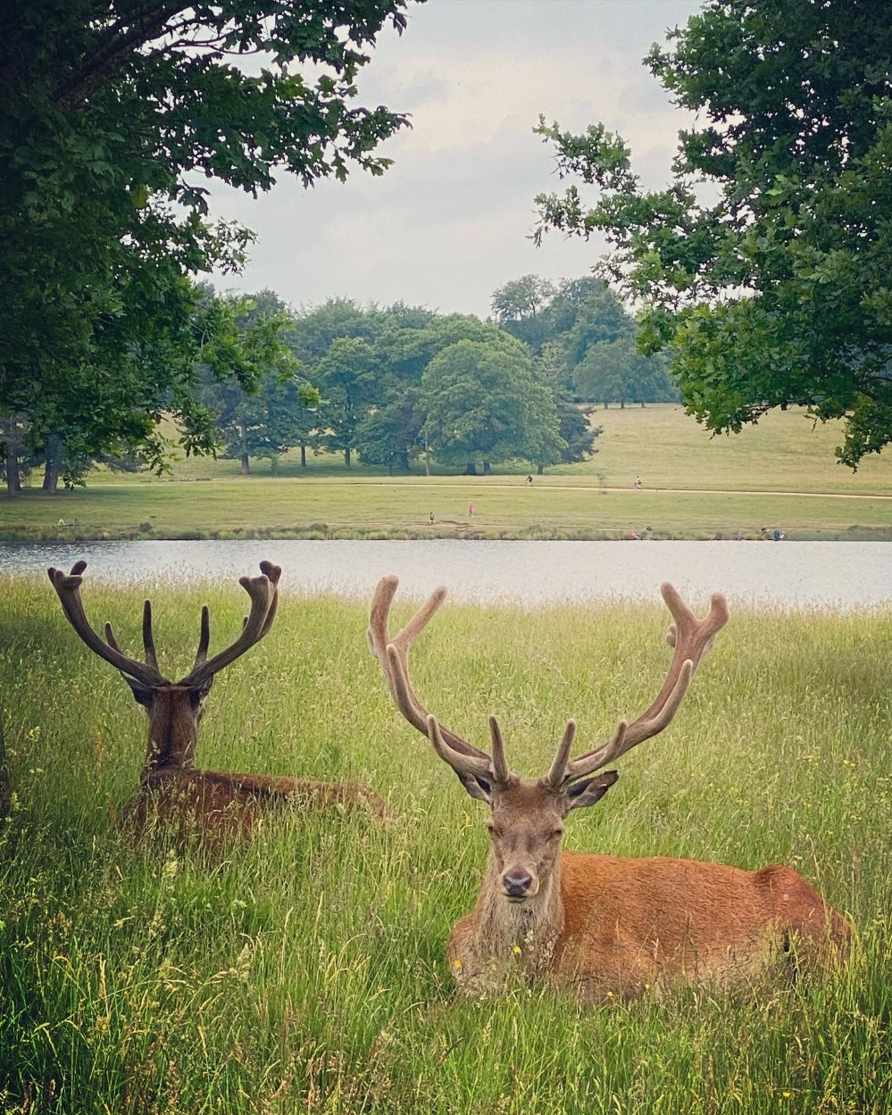 Red deer