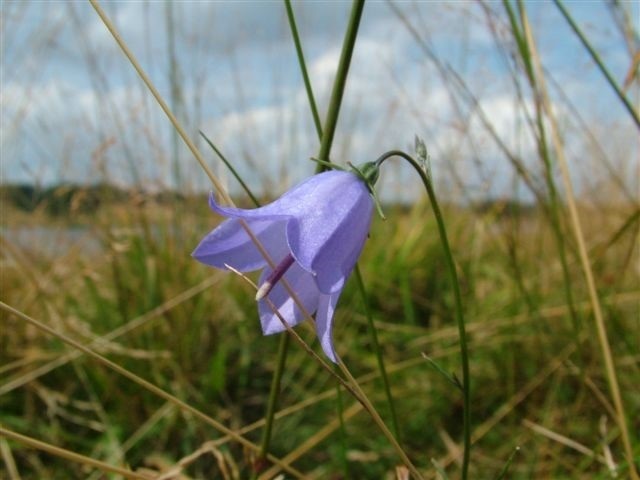 Harebell wild flower