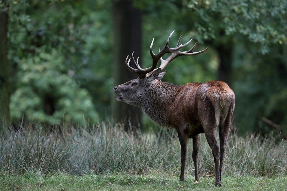 Tatton Park in autumn