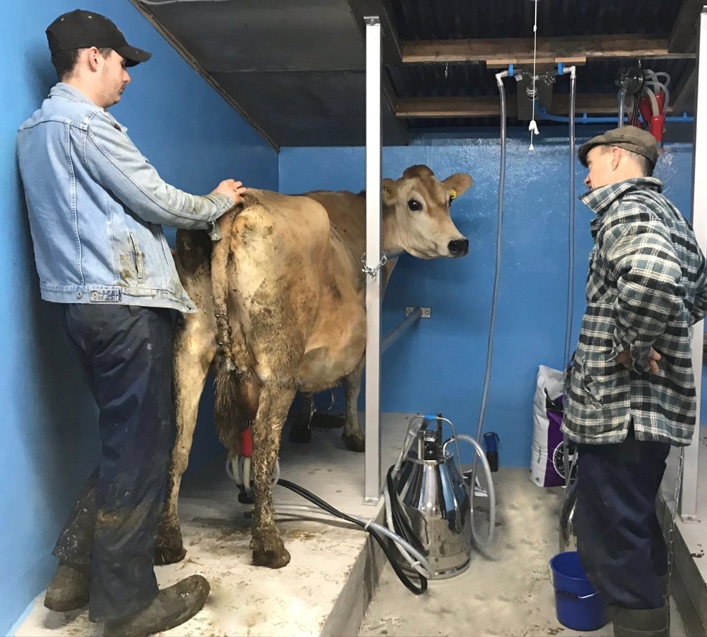 Thomas Southworth and dad Stephen milking Delilah at Green Oaks Farm