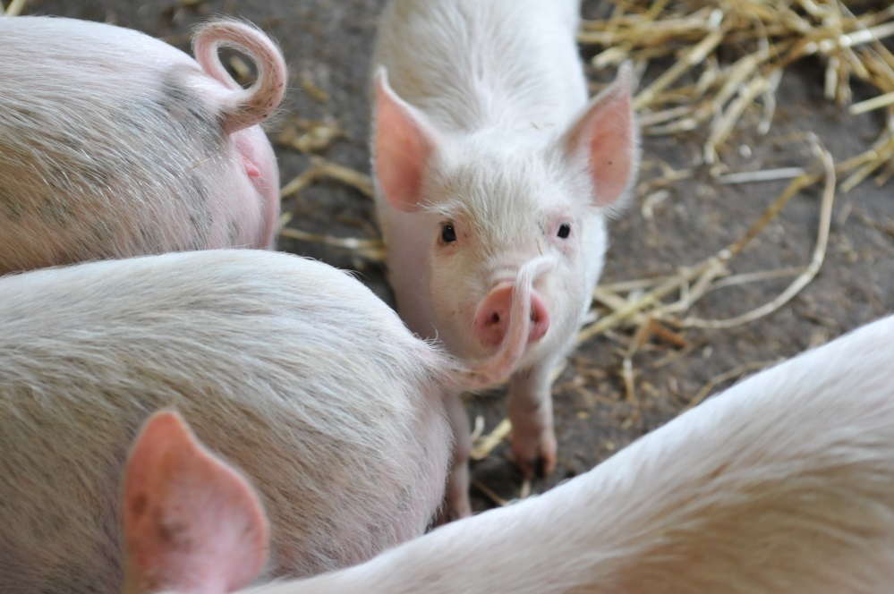 Piglets at Tatton Park