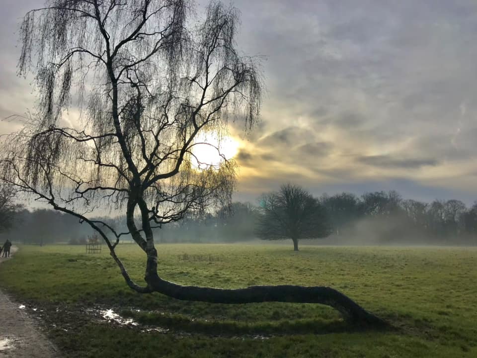 Marbury Park by Linda Purchase