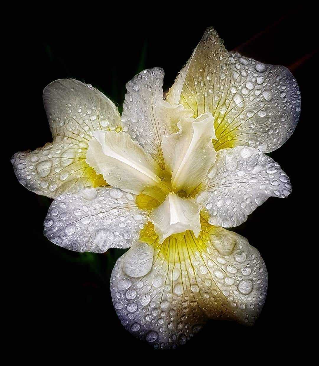 Rain soaked iris by Donna Maria Long