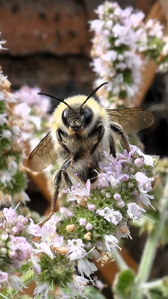 A bumble bee by Lynne Bentley