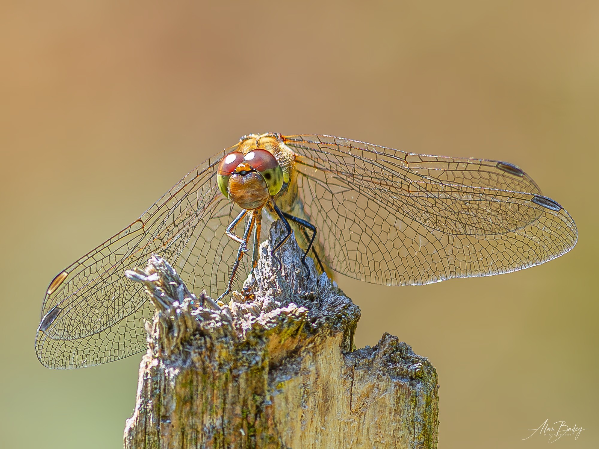 A multi coloured common darter dragonfly by Alan Bailey