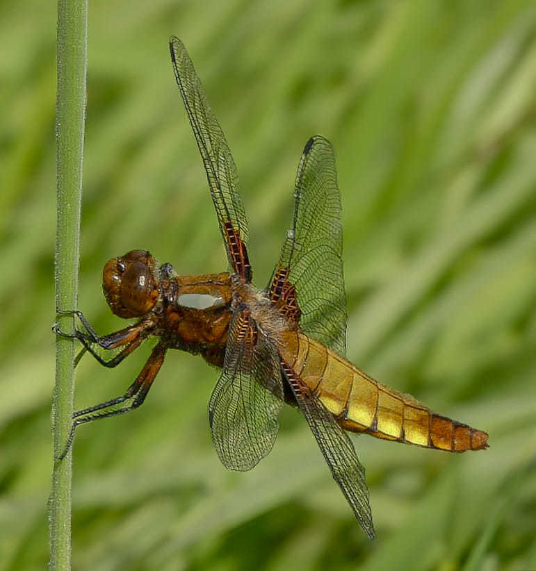 Broad bodied chaser by Gary Moore