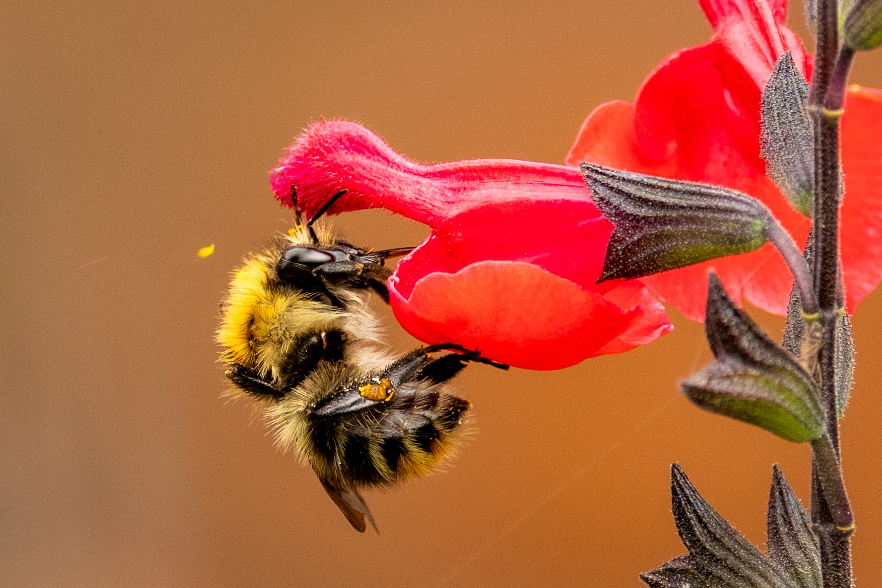 Bumble bee by Heather Wilde