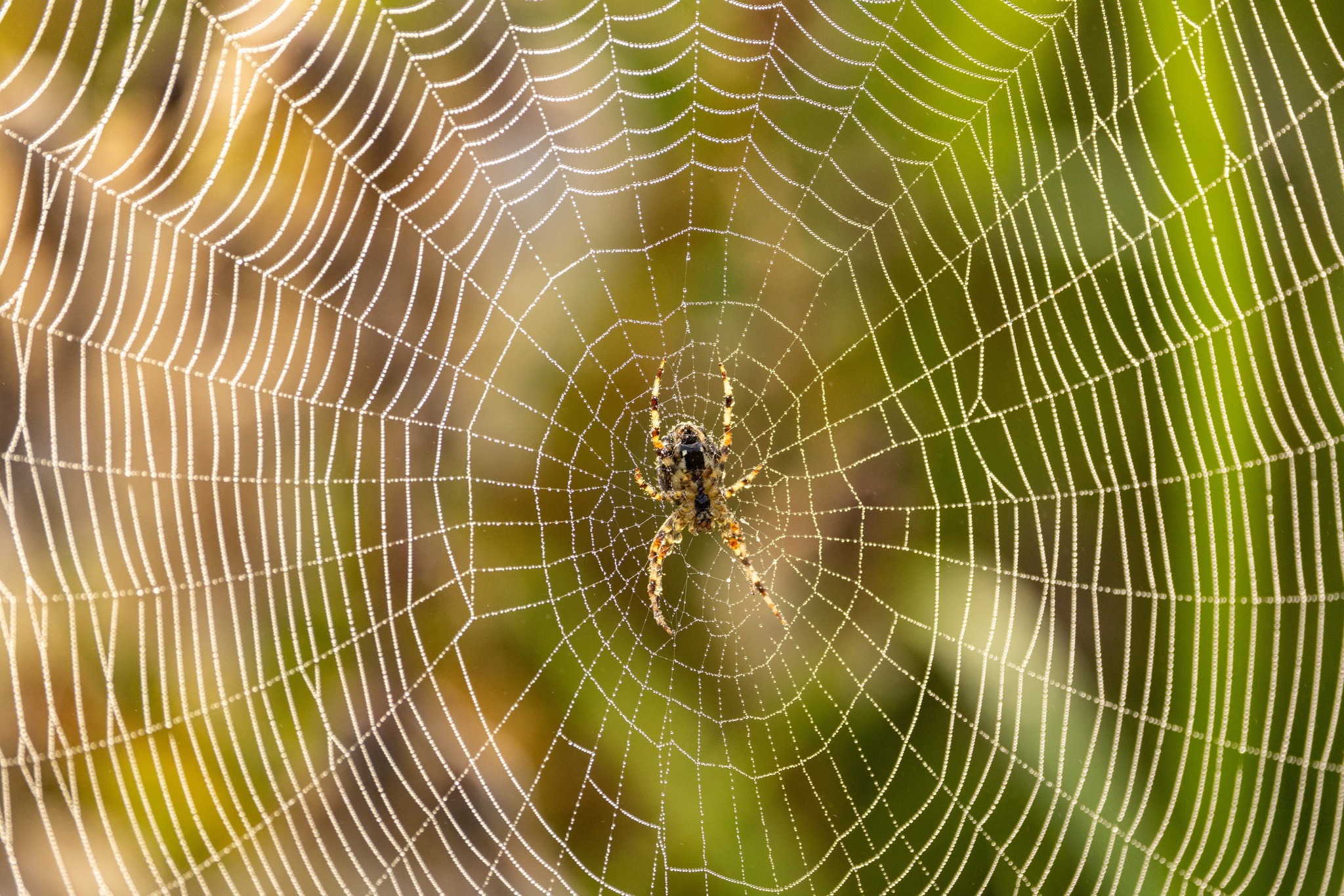 Hung on the web by Heather Wilde