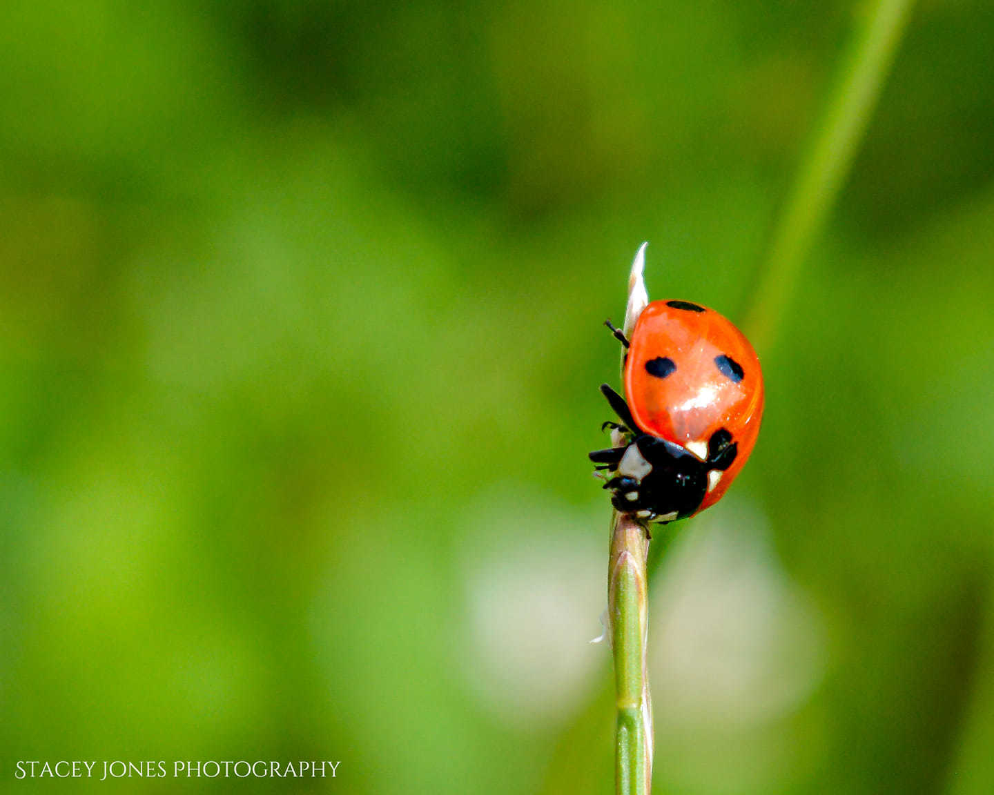 Ladybird by Stacey Jones