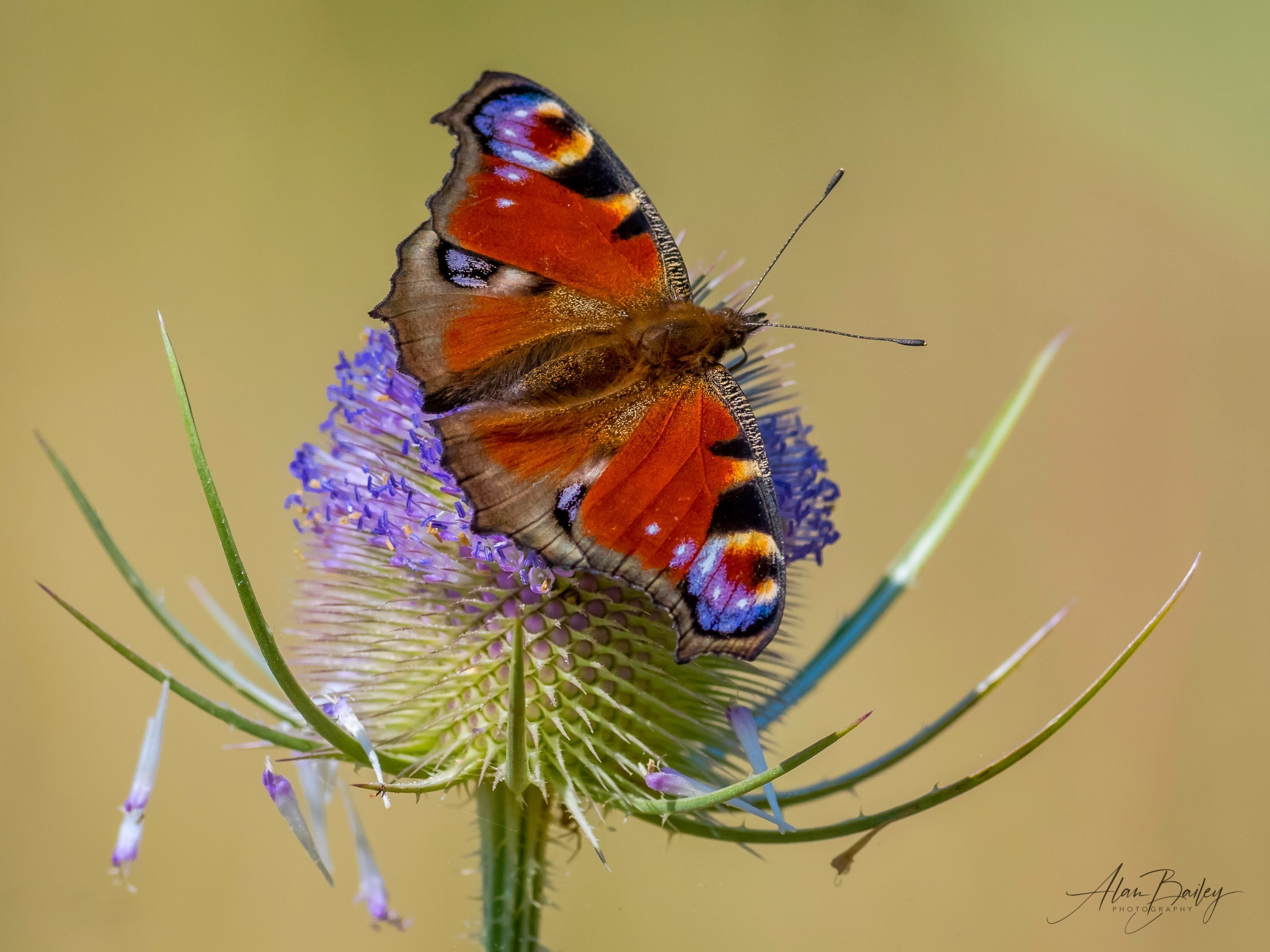 Peacock butterfly by Alan Bailey