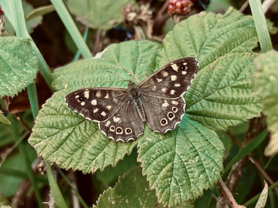 Speckled wood by Carly Jo Curbishley