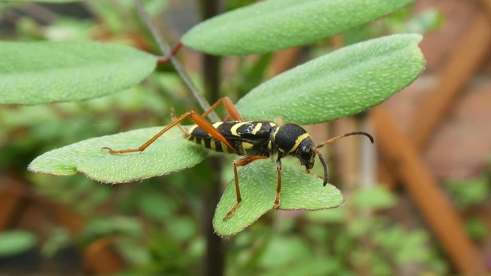 Wasp beetle by Lynne Bentley