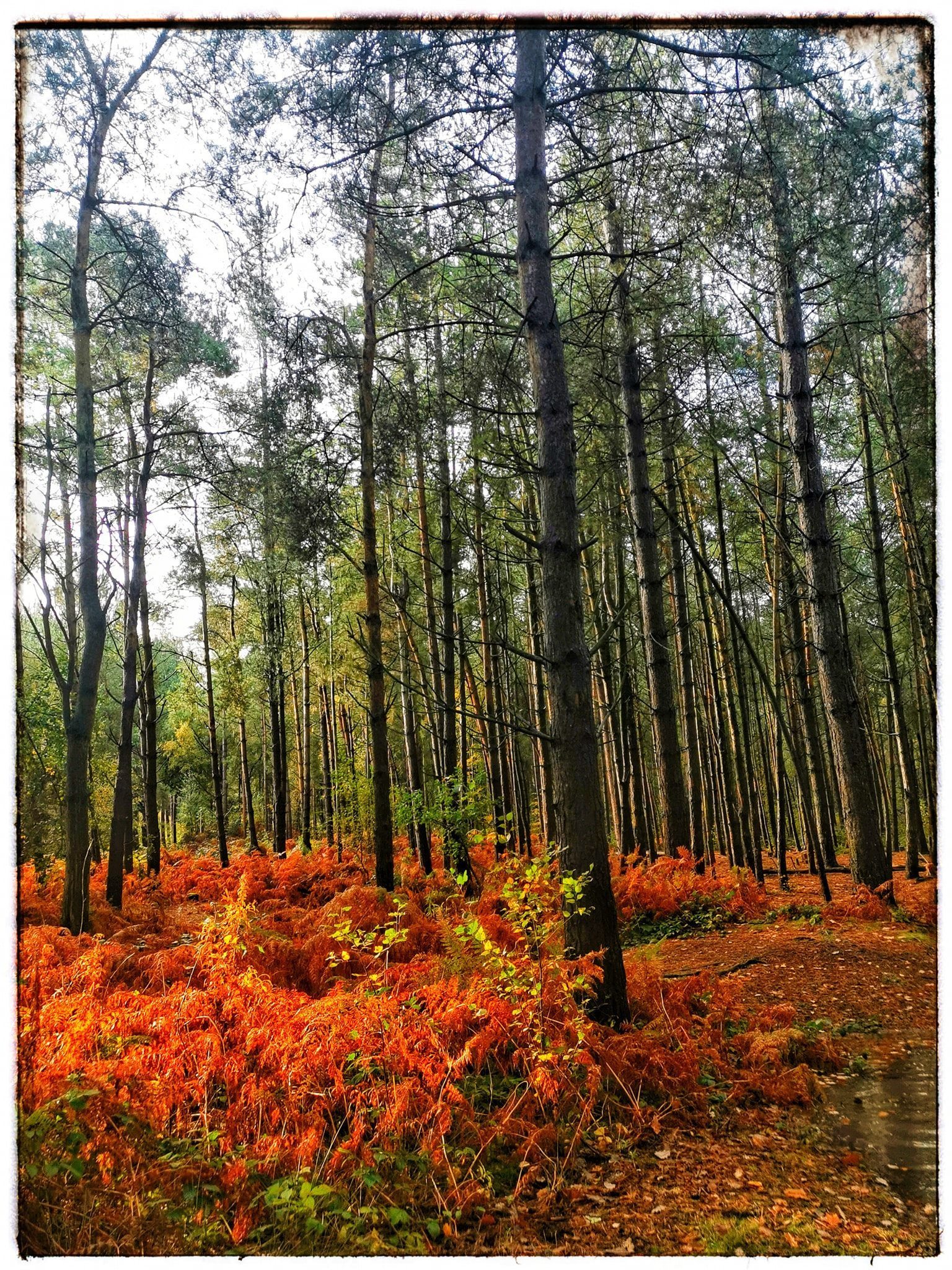 Delamere Forest by Patricia Dyson