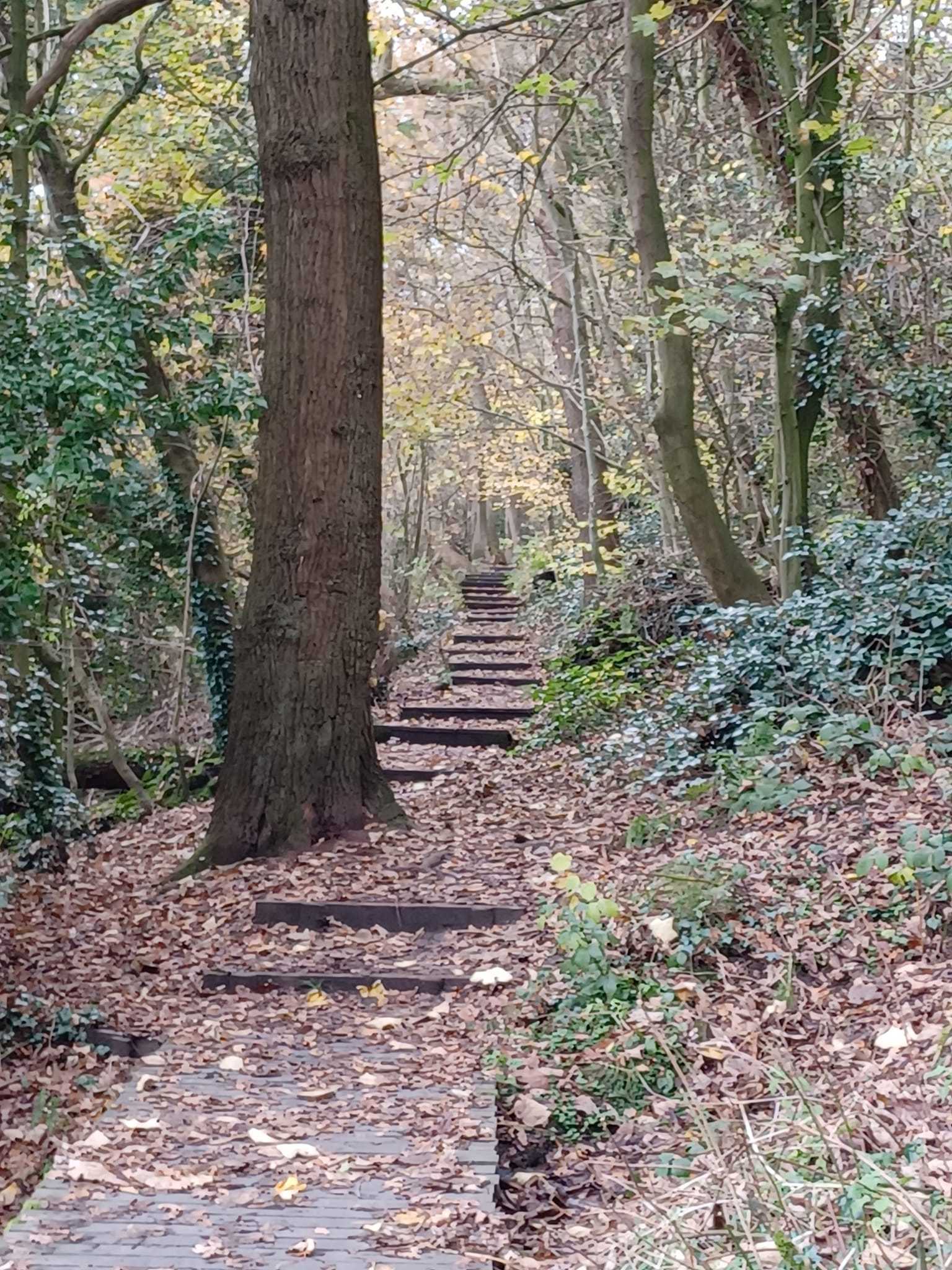 Owley Wood, Weaverham by Rose Hurley