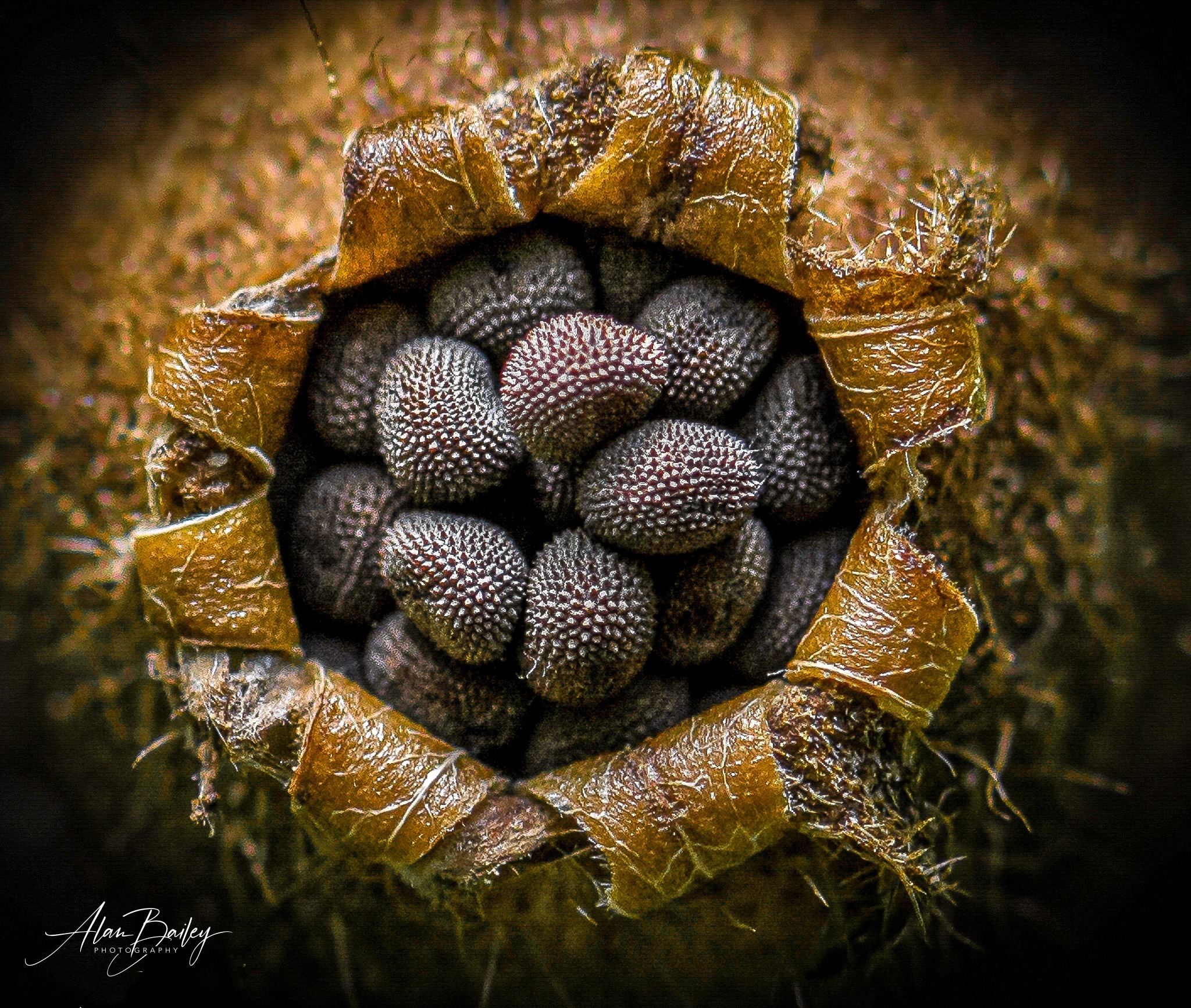 A wild flower by Alan Bailey