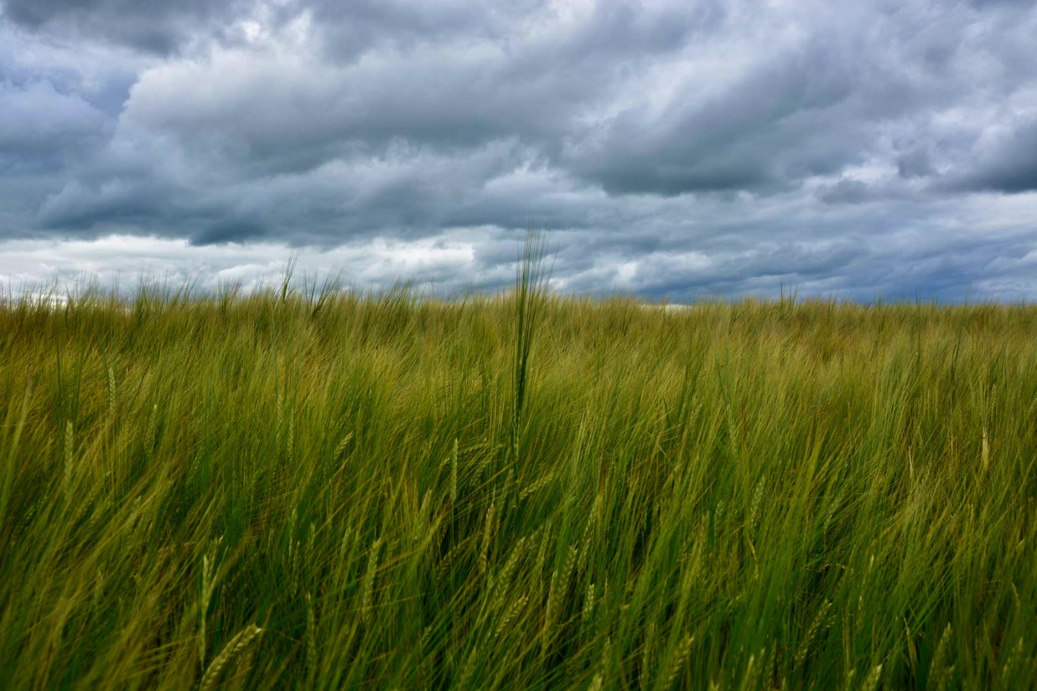 Through the fields by Terry Gregory