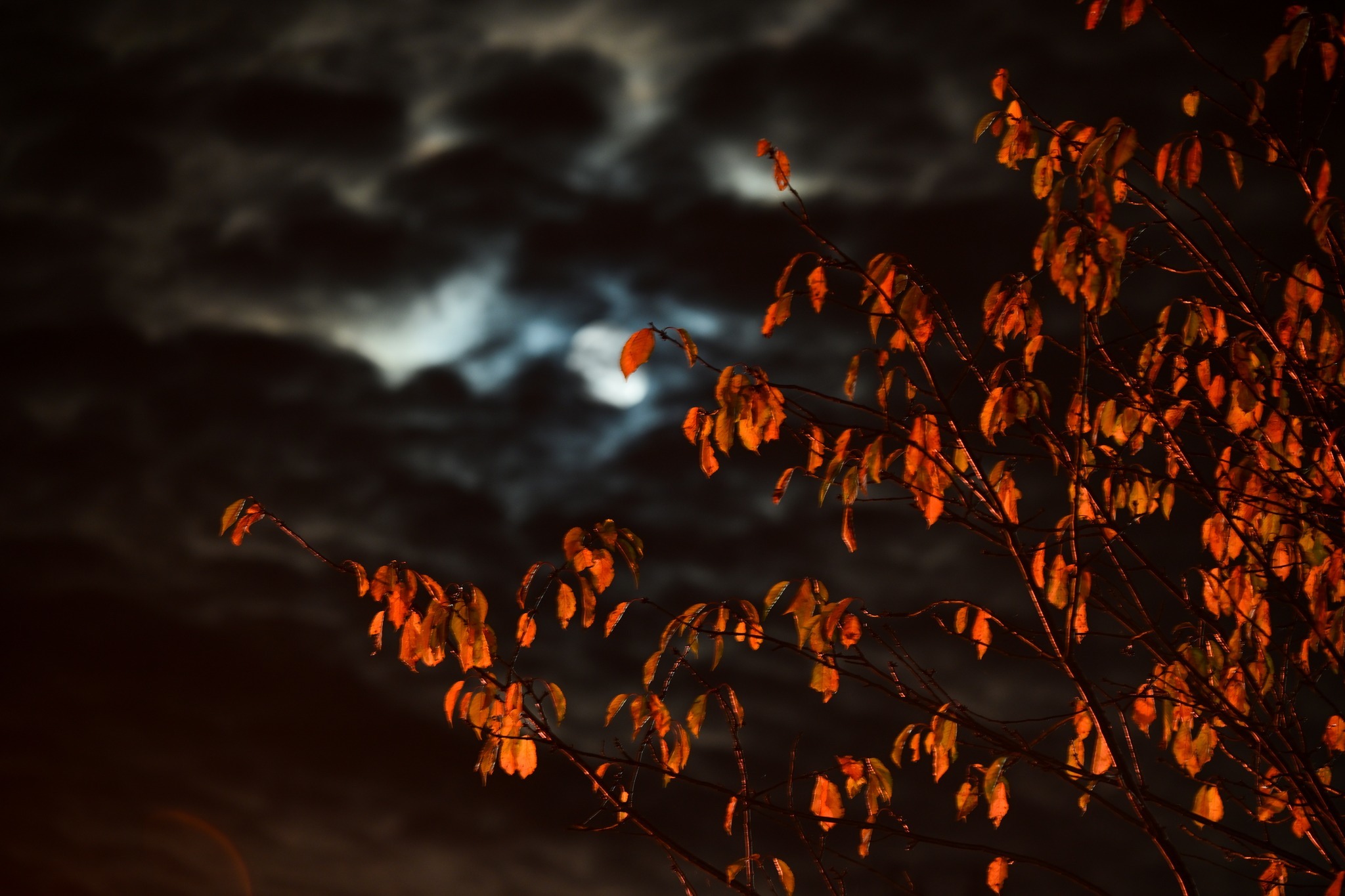 Autumnal colours and spooky skies by Lynzi Blake