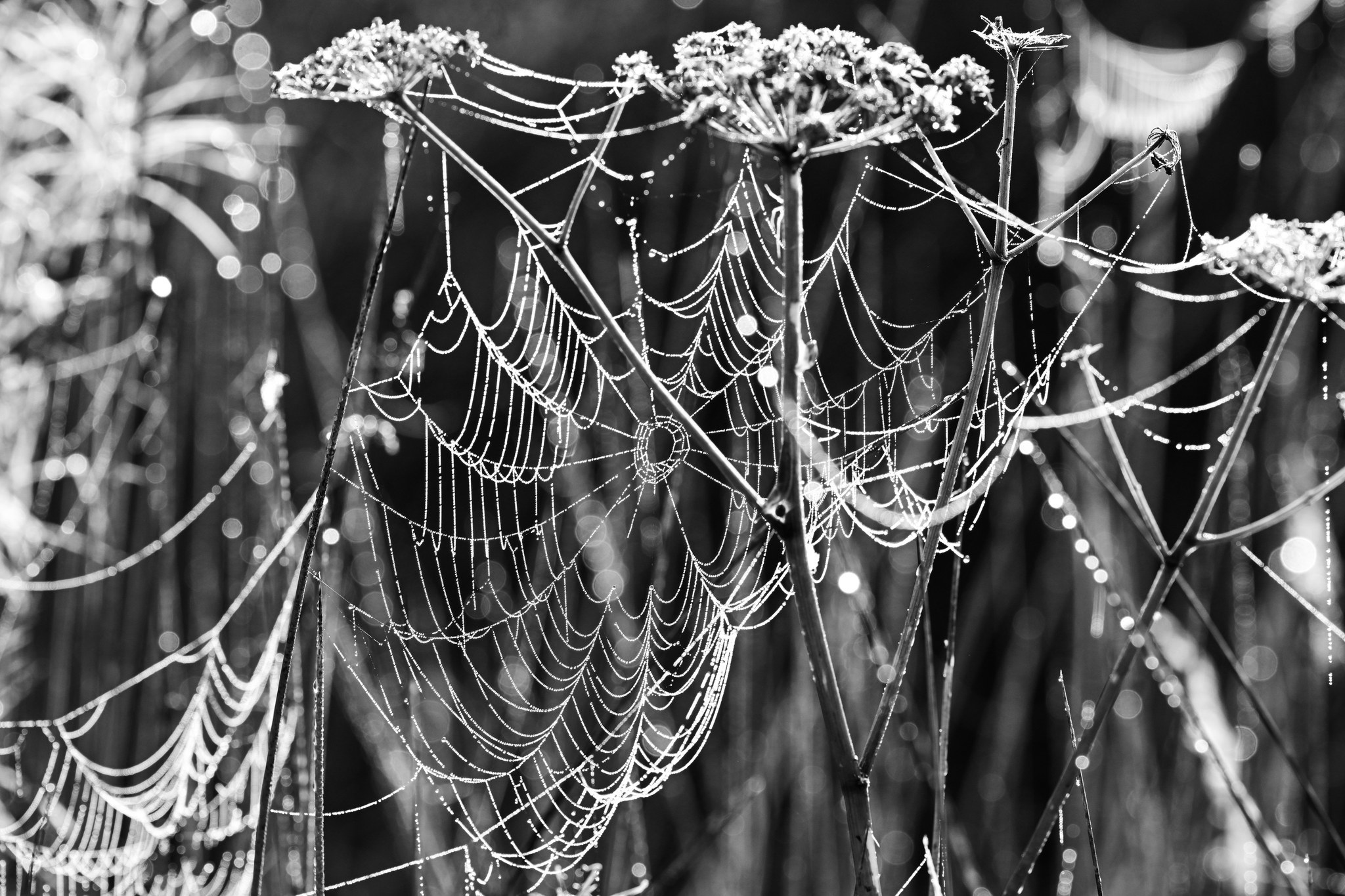 Webs down by the Weaver by Lynzi Blake