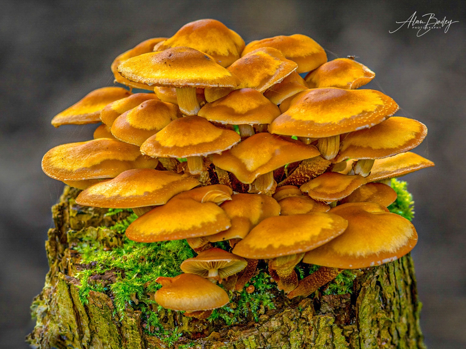 Fungi patterns by Alan Bailey