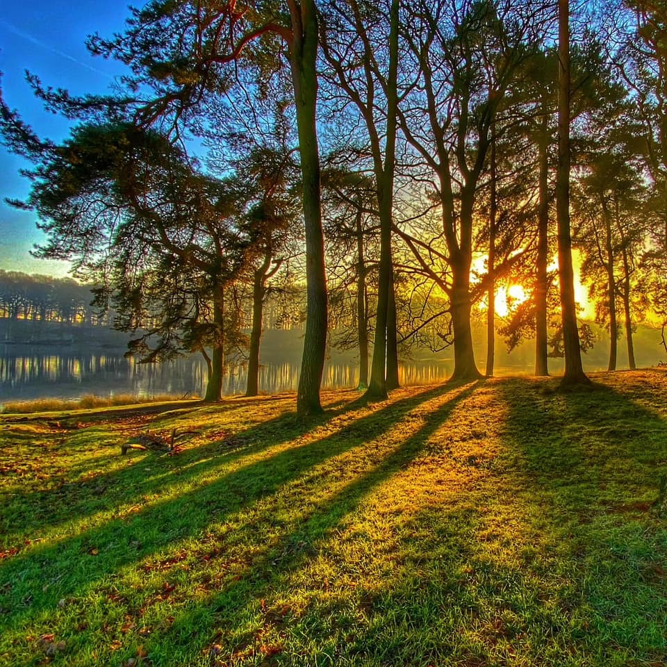 Tatton Park by Alison Hamlin Hughes